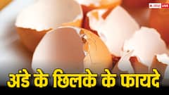 बड़ा फायदेमंद है अंडे का छिलका, ऐसे करेंगे प्रयोग तो हड्डियां हो जायेंगी फौलादी