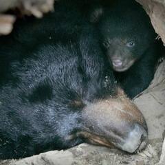 Bear hibernation: ਪੂਰੀ ਸਰਦੀ ਸੌਂ ਕੇ ਕਿੰਝ ਜ਼ਿੰਦਾ ਰਹਿੰਦਾ ਹੈ ਭਾਲੂ?