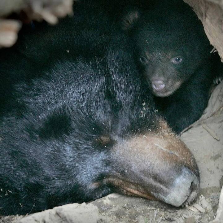 ਨੀਂਦ ਹਰ ਕਿਸੇ ਲਈ ਬਹੁਤ ਜ਼ਰੂਰੀ ਹੈ, ਚਾਹੇ ਉਹ ਇਨਸਾਨ ਹੋਵੇ ਜਾਂ ਜਾਨਵਰ। ਪਰ ਅੱਜ ਅਸੀਂ ਤੁਹਾਨੂੰ ਭਾਲੂਆਂ ਦੀ ਇੱਕ ਅਜਿਹੀ ਵਿਸ਼ੇਸ਼ਤਾ ਬਾਰੇ ਦੱਸਾਂਗੇ, ਜੋ ਸ਼ਾਇਦ ਤੁਸੀਂ ਨਹੀਂ ਜਾਣਦੇ ਹੋਵੋਗੇ। ਠੰਡੇ ਮੌਸਮ ਵਿੱਚ ਇੱਕ ਰਿੱਛ ਲਗਭਗ 8 ਮਹੀਨਿਆਂ ਤੱਕ ਬਿਨਾਂ ਖਾਧੇ-ਪੀਤੇ ਸੌਂ ਸਕਦਾ ਹੈ।