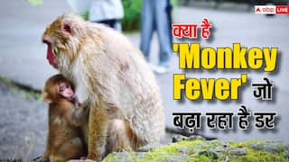 कर्नाटक में मंकी फीवर का कहर, जानिए कितना  खतरनाक है ये बुखार, कैसे करें बचाव