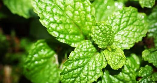 ਉੱਥੇ ਹੀ ਤੁਸੀਂ ਪੁਦੀਨਾ ਲਗਾ ਕੇ ਵੀ ਚੰਗੇ ਫਾਇਦੇ ਲੈ ਸਕਦੇ ਹੋ। ਧਨੀਏ ਵਾਂਗ ਇਸ ਦੀ ਵੀ ਬਹੁਤ ਮੰਗ ਹੈ ਅਤੇ ਇਹ 45-60 ਦਿਨਾਂ ਵਿੱਚ ਤਿਆਰ ਹੋ ਜਾਂਦੀ ਹੈ। ਇਸ ਦੀ ਕਾਸ਼ਤ ਸਾਲ ਭਰ ਕੀਤੀ ਜਾ ਸਕਦੀ ਹੈ।