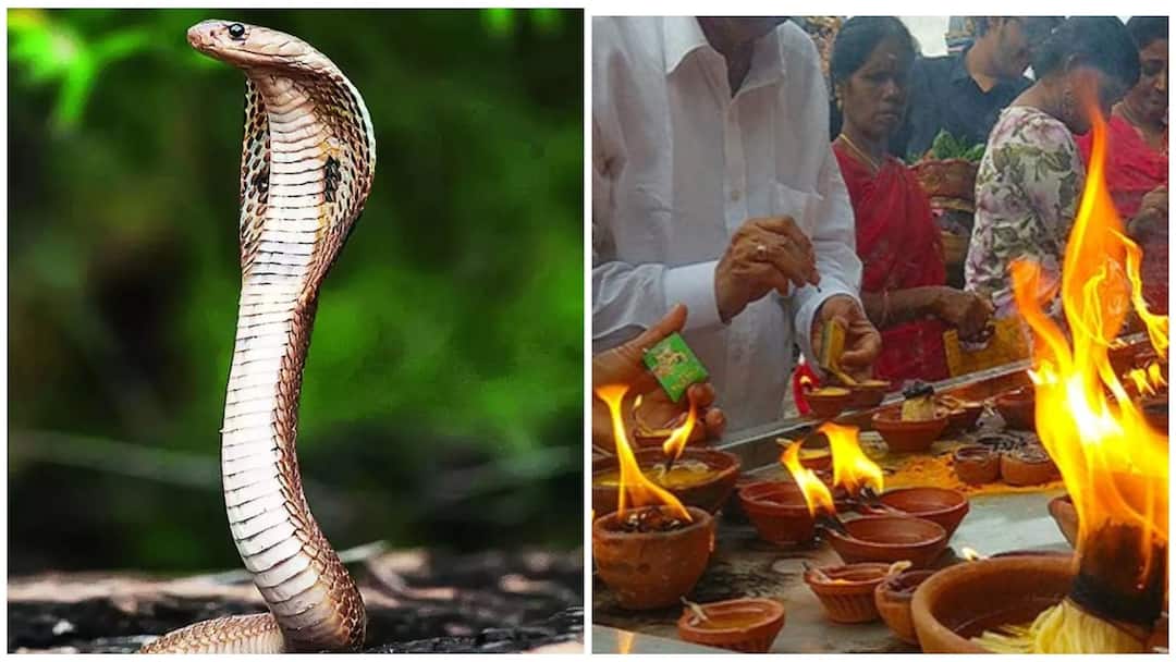 Astrology which jadhagam chance to get poison animals attack know here விஷ ஜந்துக்களால் கடிபடும் ஜாதகம் எது? அதற்கான பரிகாரங்களாக நம்பப்படுபவை என்னென்ன?