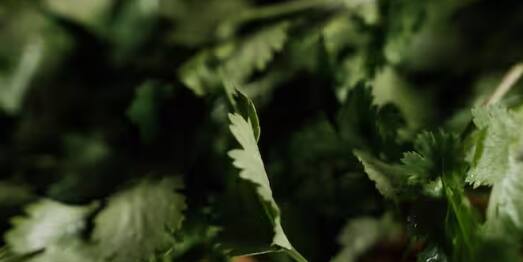 ਉੱਥੇ ਹੀ ਮੇਥੀ ਦੀ ਫ਼ਸਲ ਵੀ 30 ਤੋਂ 45 ਦਿਨਾਂ ਵਿੱਚ ਤਿਆਰ ਹੋ ਜਾਂਦੀ ਹੈ। ਇਸ ਦੀ ਕਾਸ਼ਤ ਸਾਲ ਭਰ ਕੀਤੀ ਜਾ ਸਕਦੀ ਹੈ।