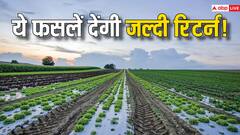अगर नौकरी छोड़ खेती का प्लान बना रहे हैं तो ये फसलें देंगी जल्दी रिटर्न