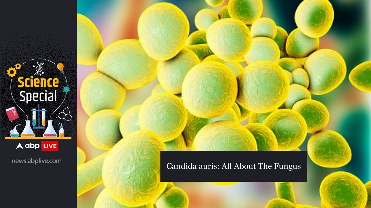 Candida Auris Outbreak Washington United States Fungus Infection Symptoms Causes Prevention Detection Diagnosis Outcomes Urgent Threat ABPP