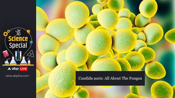 Candida Auris Outbreak Washington United States Fungus Infection Symptoms Causes Prevention Detection Diagnosis Outcomes Urgent Threat ABPP Candida auris Outbreak In Washington: Who Is At Risk Of Infection With The Fungus, And Why It Is An Urgent Threat