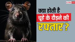 सबसे तेज कितनी रफ्तार में दौड़ सकता है चूहा? नन्हे से जानवर की स्पीड जानकर हैरान रह जाएंगे आप