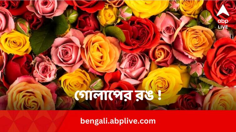 Rose Day 2024 First Day Valentines Week each rose color meaning Rose Day 2024: কোন গোলাপে লুকিয়ে আছে প্রিয়-মনের রং ? কোন রঙে মধুর হবে রোজ ডে-র শুভক্ষণ