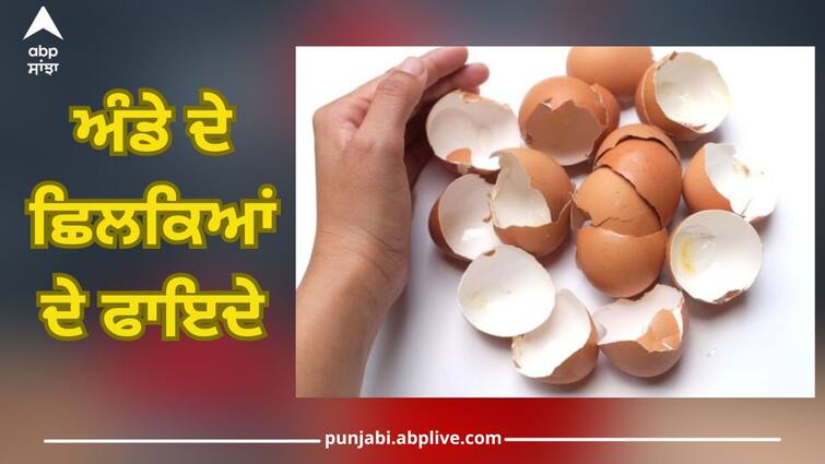 Eggshells Health Benefits eggshell calcium powder remedy of joints pain Eggshells Health Benefits: ਅੰਡੇ ਦੇ ਛਿਲਕਿਆਂ ਦੇ ਚਮਤਕਾਰੀ ਫਾਇਦੇ, ਹੱਡੀਆਂ ਮਜ਼ਬੂਤ ਤੋਂ ਲੈ ਕੇ ਇਹ ਬਿਮਾਰੀਆਂ ਹੋ ਜਾਣਗੀਆਂ ਨੌਂ ਦੋ ਗਿਆਰਾਂ, ਜਾਣੋ ਕਿਵੇਂ ਕਰਨੀ ਵਰਤੋਂ