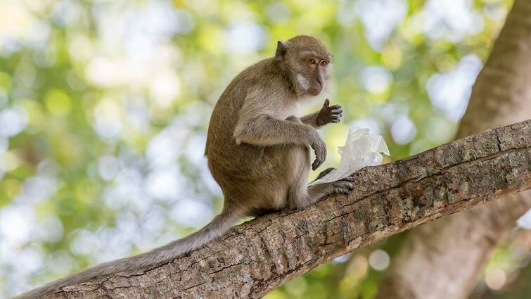 Monkey fever is spreading across the country these are the symptoms causes and precautions in telugu Monkey Fever Symptoms : వామ్మో.. మంకీ ఫీవర్, కర్ణాటకను వణికిస్తున్న ఈ భయానక వైరస్ లక్షణాలు ఇవే