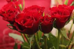 Rose Day 2024: रोझ  डे च्या दिवशी या रंगाचे 'गुलाब' देऊन बनवा आपली नाती खास !