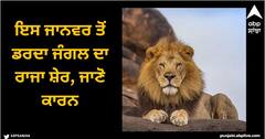 Viral News: ਇਸ ਜਾਨਵਰ ਤੋਂ ਡਰਦਾ ਜੰਗਲ ਦਾ ਰਾਜਾ ਸ਼ੇਰ, ਜਾਣੋ ਕਾਰਨ