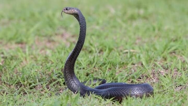 सांप दरअसल मांसाहारी जीव होते हैं. सांप को भूख लगने पर वो मेंढक, चूहे, पक्षी, छिपकली, अपने से छोटे सांप का शिकार कर पेट भरते हैं. वहीं प्‍यास बुझाने के लिए सांप सिर्फ पानी पीते हैं.