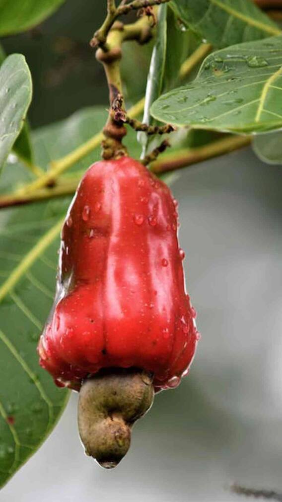 काजू घरी पिकवता येतात का?जाणून घ्या  सोपा मार्ग