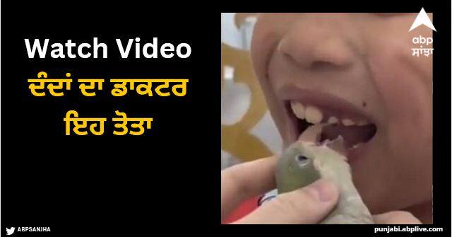 parrot pulled out baby tooth in a very cute manner watch video Viral Video: ਦੰਦਾਂ ਦਾ ਡਾਕਟਰ ਇਹ ਤੋਤਾ, ਹੱਸਦੇ ਹੱਸਦੇ ਕੱਢ ਦਿੱਤੇ ਬੱਚੇ ਦੇ ਦੰਦ