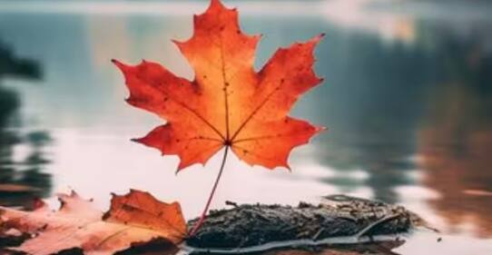 ਕੈਨੇਡਾ ਵਿੱਚ ਰੁਜ਼ਗਾਰ ਦੀਆਂ ਸੰਭਾਵਨਾਵਾਂ ਵੀ ਲੋਕਾਂ ਨੂੰ ਪ੍ਰਭਾਵਿਤ ਕਰਦੀਆਂ ਹਨ। ਤੁਹਾਨੂੰ ਦੱਸ ਦਈਏ ਕਿ ਉੱਥੇ ਬੇਰੁਜ਼ਗਾਰੀ ਦੀ ਦਰ ਸਿਰਫ 5 ਫੀਸਦੀ ਹੈ। ਉਵੇਂ, ਉਦਯੋਗਾਂ ਤੋਂ ਇਲਾਵਾ ਸਿਹਤ, ਸਿੱਖਿਆ, ਇੰਜਨੀਅਰਿੰਗ, ਉਸਾਰੀ, ਖੇਤੀਬਾੜੀ ਆਦਿ ਕਈ ਖੇਤਰਾਂ ਵਿੱਚ ਕਾਮਿਆਂ ਦੀ ਵੱਡੀ ਘਾਟ ਹੈ।