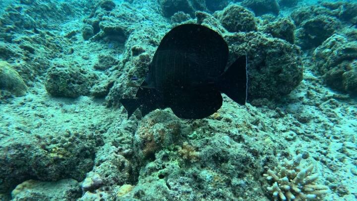 বিভিন্ন কাজের ফাঁকে মিমি যে ছুটি কাটাচ্ছেন তা স্পষ্ট। ক্যাপশানে মিমি লিখেছেন, 'যে যা বলেন বিশ্বাস করবেন না.. নিজে যেটা ইচ্ছা করে সেটাই করুন। বাকেট লিস্ট।'