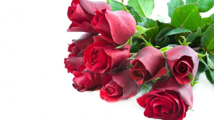 रोज डे वैलेंटाइन वीक के पहले दिन मनाया जाता है. इस दिन प्रेमी एक-दूसरे को गुलाब का फूल देकर अपनी भावनाएं व्यक्त करते हैं.