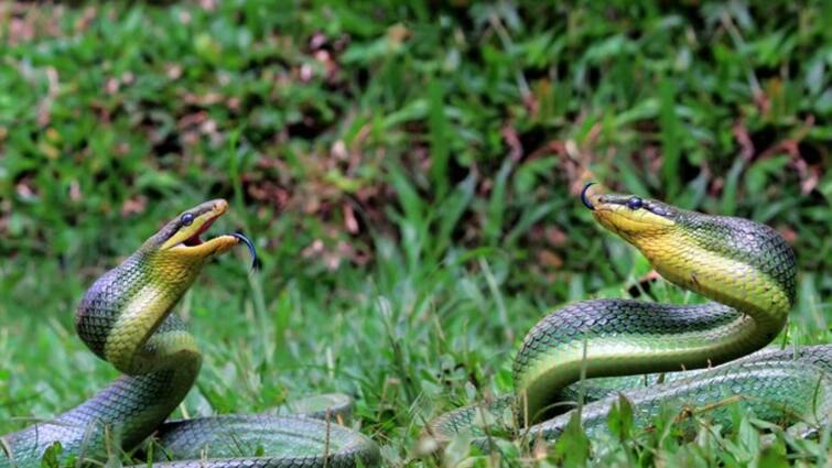 What will happen if one snake bites another snake The answer is very interesting एक सांप अगर दूसरे सांप को डसेगा तो क्या होगा, बेहद रोचक है जवाब