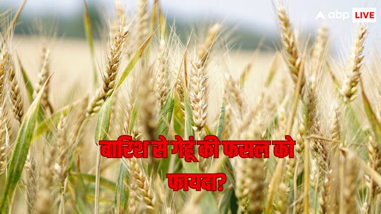 Good News for Wheat Farmers know what will be the benefit क्यों गेहूं के किसानों के लिए बहुत काम की मानी जा रही है ये बारिश, क्या होगा फायदा?