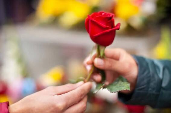 Valentine s Day week on occasion of Rose Day which color rose will you give to your loved one marathi news Rose Day: लाल गुलाब प्रेमाचा, तर पिवळा मैत्रीचा, गुलाबाच्या पाच रंगांचा अर्थ काय? 'रोज डे' च्या निमित्ताने आवडत्या व्यक्तीला कोणत्या रंगाचे गुलाब द्याल?
