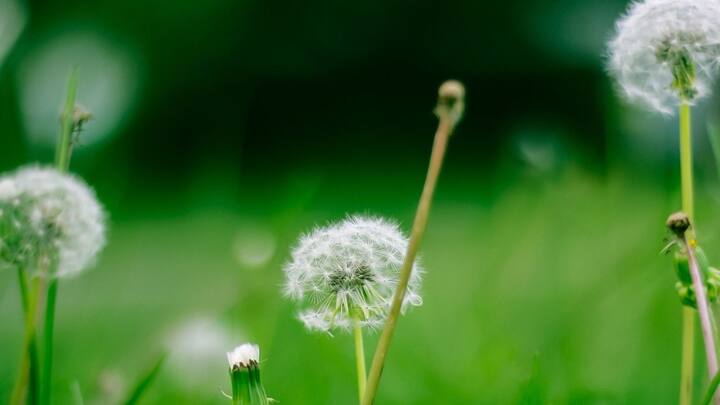 এক্ষেত্রে লাট্টুর সঙ্গে পৃথিবীর তুলনা চলে। লাট্টুকে মাটিতে ছেড়ে দিলে দেখা যাবে, পেরেকের উপর দাঁড়িয়ে সোজা ঘুরছে না লাট্টু, বরং ঘুরতে ঘুরতে একদিকে হেলে পড়ছে। পৃথিবীর ক্ষেত্রেও তেমনটাই ঘটে। ছবি: পিক্সাবে।