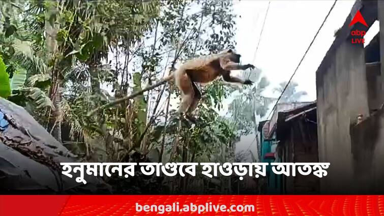 Howarh News Monkey in Howrah, scratches if seen in front, school closed in fear Howrah News: হাওড়ায় হনুমানের তুমুল তাণ্ডব, সামনে পেলেই আঁচড়, আতঙ্কে বন্ধ স্কুল