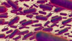 क्या है फंगल संक्रमण कैंडिडा ऑरिस की बीमारी, जो अमेरिका में मचा रही है तबाही