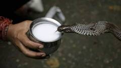 सांपों के लिए दूध पीना किसी जहर से कम नहीं, जानिए क्यों दूध पीने से हो सकती है सांप की मौत