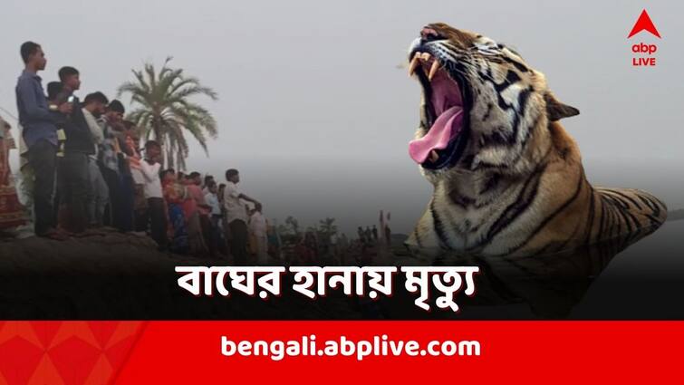 South 24 parganas, Fisherman in Sundarban Gosaba region killed by tiger attack Tiger Attack: খালে নৌকা দেখেই হানা! সুন্দরবনে বাঘের 'শিকার' মৎস্যজীবী