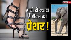 आप मानें या ना मानें... मगर हाई हील्स का जमीन पर दबाव हाथी के पांव से भी कई गुना ज्यादा है! जानें- कैसे?