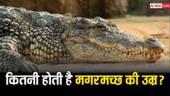 कितने साल जीता है मगरमच्छ? सच जान हैरान रह जाएंगे आप