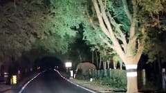 பழனி தேக்கங்தோட்டம் பகுதியில் இரவு நேரங்களில் ஊருக்குள் வரும் காட்டு யானையால் பொதுமக்கள் அச்சம்