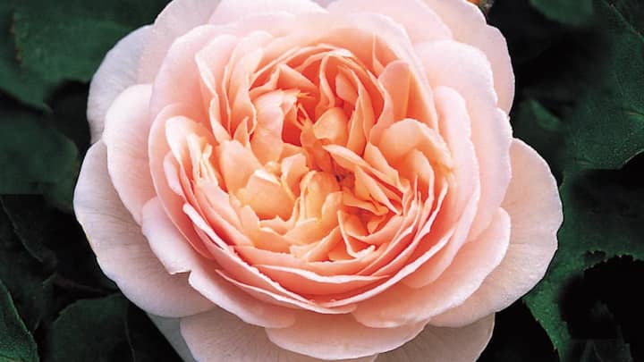 7 फरवरी को पूरी दुनिया रोज डे (Rose Day 2024) मना रही है. लोग अपने पार्टनर्स को गुलाब दे कर विश कर रहे हैं. लेकिन क्या आप जानते हैं कि इस दुनिया में सबसे महंगा गुलाब कौन सा है और इसकी कीमत कितनी है.