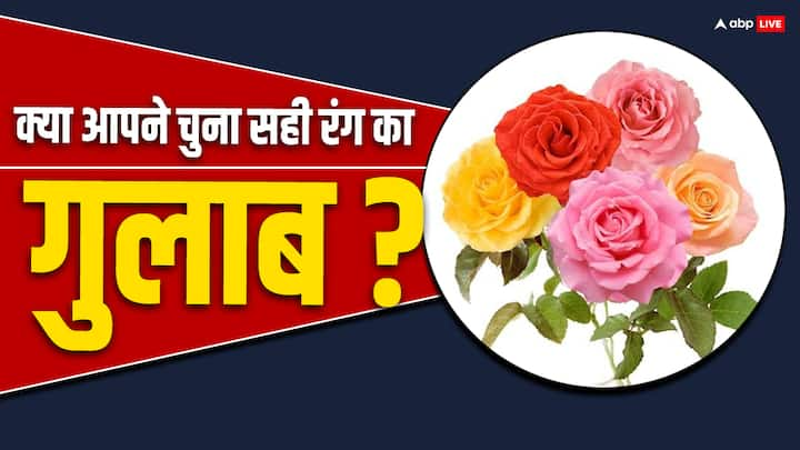 Rose Colors: गुलाब केवल प्यार की निशानी नहीं है. गुलाब के हर रंग का फूल एक नए रिश्ते और जज्बात को बयां करता है. इस बार रोज डे पर जानिए किस रंग का गुलाब क्या फीलिंग्स जाहिर करता है.