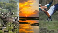 Keoladeo National Park: 300 प्रजातियों के पक्षियों ने डाला डेरा, खूबसूरत नजारे देखने पहुंच रहे हजारों पर्यटक, आप भी देखें तस्वीरें