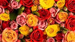 किस कलर के रोज से अपने इश्क़ का इजहार करते हैं पाकिस्तानी? ये रहा जवाब