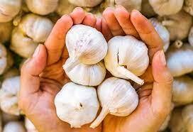 why-is-garlic-rate-increasing-day-by-day-know-the-reason-behind Garlic Price Hikes: ਆਖਿਰ ਕਿਉਂ ਵੱਧ ਰਹੀਆਂ ਲਸਣ ਦੀਆਂ ਕੀਮਤਾਂ, 300 ਦਾ ਅੰਕੜਾ ਵੀ ਛੇਤੀ ਹੋ ਸਕਦਾ ਪਾਰ