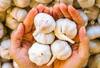 Garlic Pprice Steep Hike: ఘాటెక్కిన వెల్లుల్లి.. కిలో 400ల‌కుపై మాటే.. ఎందుకిలా?