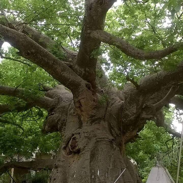 ਕੁਝ ਲੋਕਾਂ ਨੂੰ ਨੱਕਸੀਰ ਫੁੱਟਣ ਦੀ ਸਮੱਸਿਆ ਹੁੰਦੀ ਹੈ, ਅਜਿਹੇ ਲੋਕ ਪਾਰਿਜਾਤ ਦੀ ਵਰਤੋਂ ਕਰ ਸਕਦੇ ਹਨ। ਇਸ ਪੌਦੇ ਦੀ ਜੜ੍ਹ ਨੂੰ ਥੋੜੀ ਦੇਰ ਚਬਾਓ। ਇਸ ਨਾਲ ਨੱਕ, ਕੰਨ, ਗਲੇ ਆਦਿ ਵਿੱਚੋਂ ਖੂਨ ਨਿਕਲਣਾ ਬੰਦ ਹੋ ਜਾਂਦਾ ਹੈ।