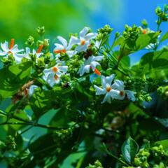 Parijaat Tree: ਨੱਕਸੀਰ ਫੁੱਟਣ 'ਤੇ ਬੇਹੱਦ ਫਾਇਦੇਮੰਦ ਹੈ ਆਹ ਪੌਦਾ