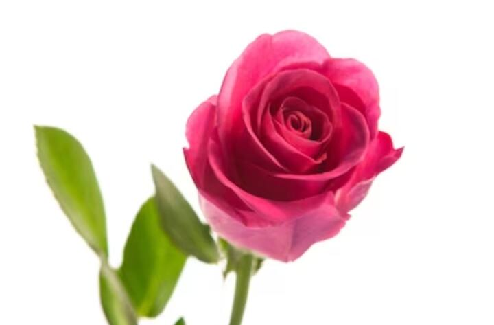 गुलाबी गुलाब - गुलाबी रंग का गुलाब नए रिश्ते की शुरूआत में दिया जाता है. ये दोस्ती और स्नेह के रिश्ते के प्रति भावनाएं दिखाता है.