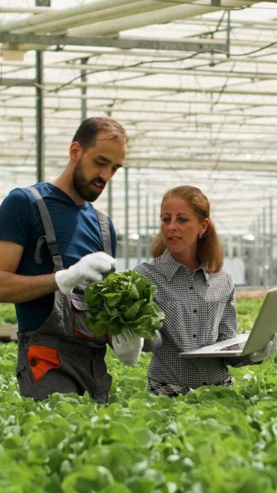 नोकरी सोडून शेती करायची तर 'ही' पिके देतील चांगला नफा