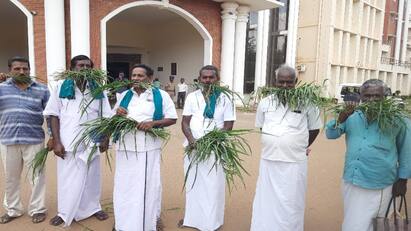 Thanjavur news Farmers plead for waiver of agricultural loans - TNN விவசாய கடன்களை தள்ளுபடி செய்யக்கோரி புற்களை கவ்வியபடி விவசாயிகள் மனு