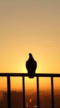 'हा' पक्षी हेरगिरीसाठी आहे प्रसिद्ध...