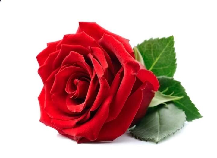 लाल गुलाब - लाल गुलाब प्यार का रंग है. जब आप किसी के गहरे प्यार में हैं तो इसे अपने पार्टनर को दें. इससे प्यार बढ़ता है.