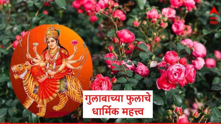 Rose Day 2024 What is importance Of Rose in Vastu and Astrology Know Details In Marathi News प्रेमाचं प्रतिक असलेलं गुलाबाचं फुल देव-देवतांनाही आवडतं, जाणून घ्या कोणत्या देवाला कोणते गुलाबाचे फुल?