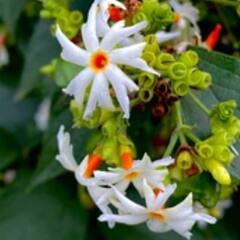 Parijaat Tree: ਨੱਕਸੀਰ ਫੁੱਟਣ 'ਤੇ ਬੇਹੱਦ ਫਾਇਦੇਮੰਦ ਹੈ ਆਹ ਪੌਦਾ