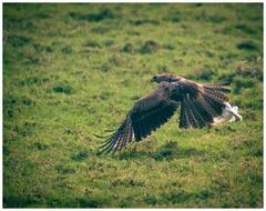 Keoladeo National Park: 300 प्रजातियों के पक्षियों ने डाला डेरा, खूबसूरत नजारे देखने पहुंच रहे हजारों पर्यटक, आप भी देखें तस्वीरें