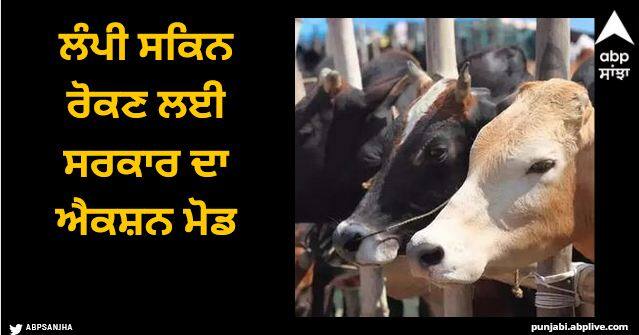The Punjab government has formulated a strategy to vaccinate more than 25 lakh cows across the state to prevent lumpy skin disease Chandigarh News: ਲੰਪੀ ਸਕਿਨ ਰੋਕਣ ਲਈ ਸਰਕਾਰ ਦਾ ਐਕਸ਼ਨ ਮੋਡ, ਪੰਜਾਬ ਦੀਆਂ 25 ਲੱਖ ਤੋਂ ਵੱਧ ਗਊਆਂ ਨੂੰ ਲੱਗਣਗੇ ਟੀਕੇ